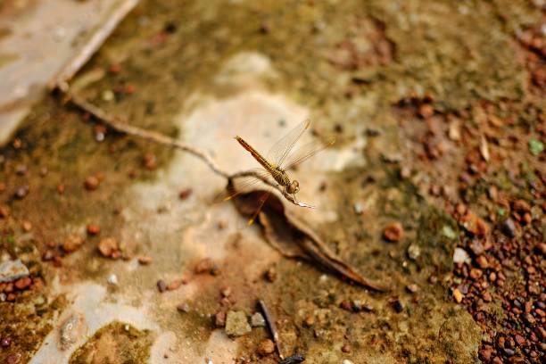 Close-up of a dragonfly