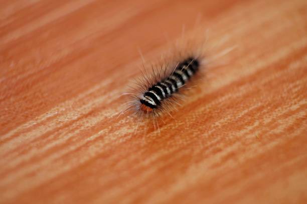 Close-up of a worm
