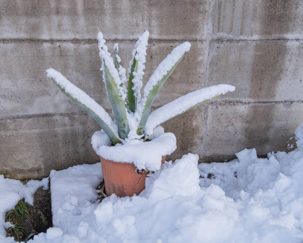 A potted aloe vera plant covered in snow against a concrete wall.