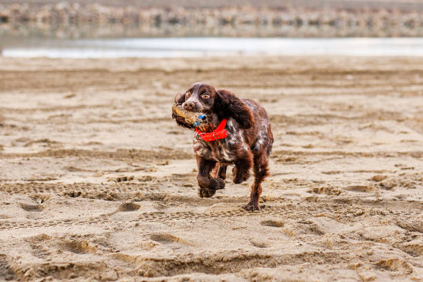 istock Brown Springer Spaniel Enjoying Playtime on Riverbank 2203750729
