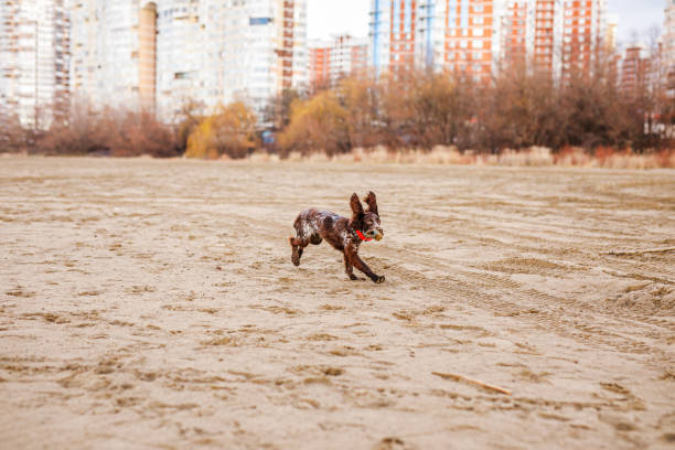 Happy Brown Springer Spaniel Playing by the River, running with funny ears.