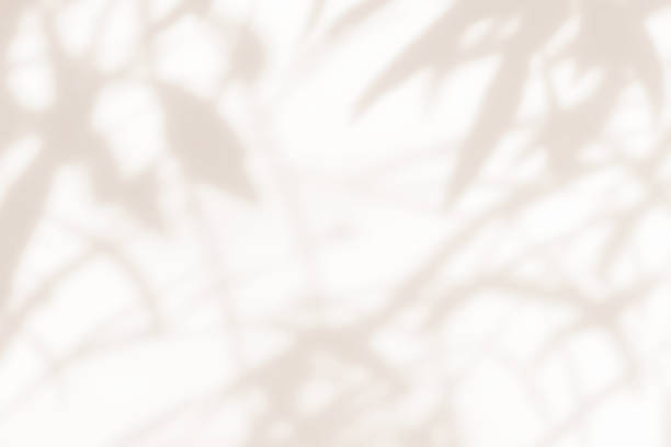 istock Brown shadow of olive tree plant on the wall. 2203751270