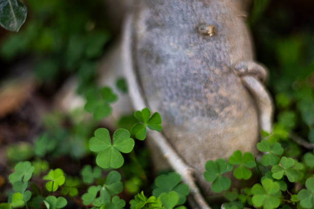 Little girl with clover leaf.