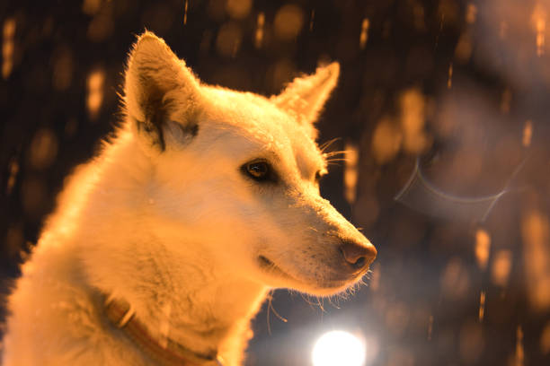 Sled dog by its kennel during the winter of Tromso