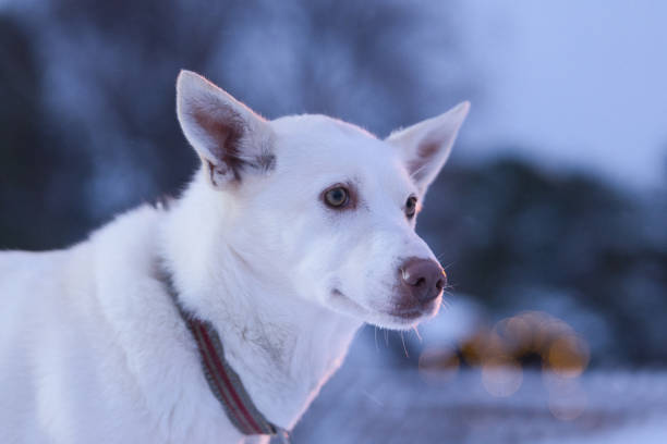 Sled dog by its kennel during the winter of Tromso