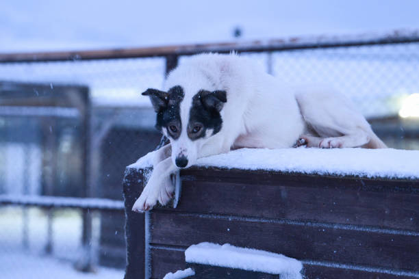 Sled dog by its kennel during the winter of Tromso
