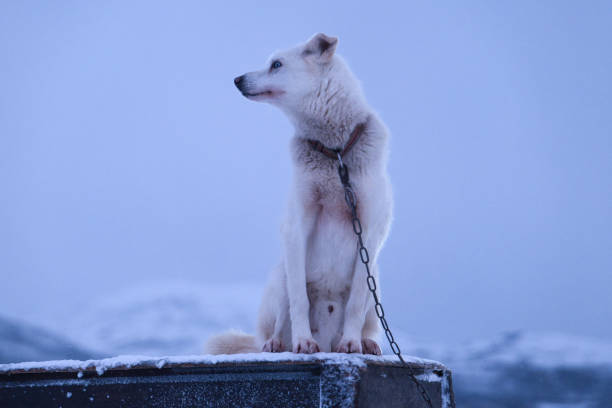 Huskies in Greenland
