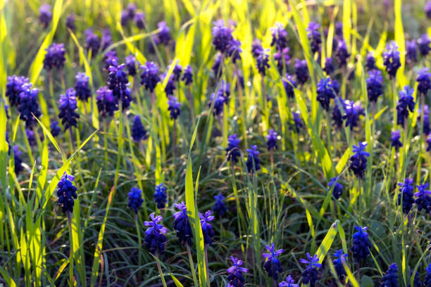 istock Spring concept. Grape-hyacinth, Muscari neglectum field in spring on a sunny day 2203753233