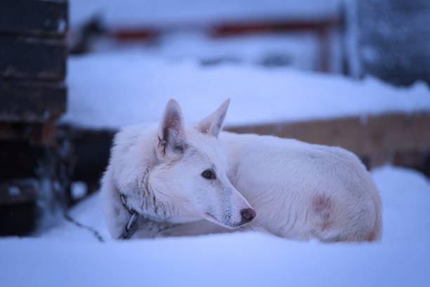 Sled dog by its kennel during the winter of Tromso