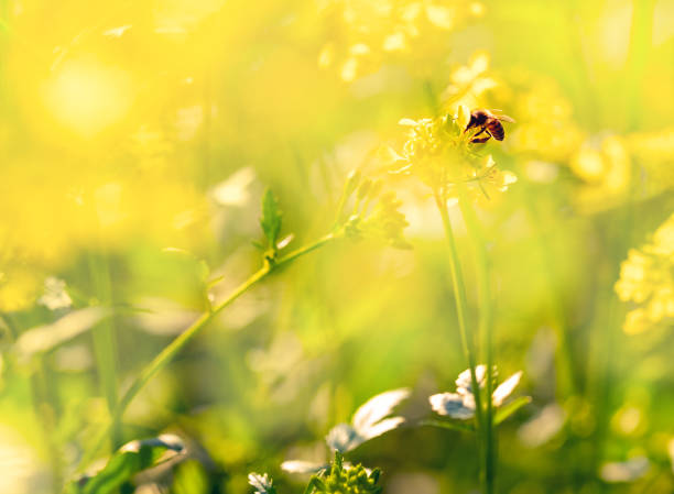 The bee in a spring meadow in a sunlight