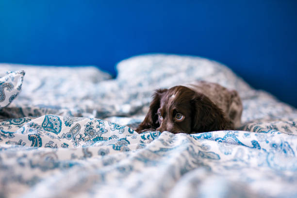 Cute russian springer spaniel on bed indoors