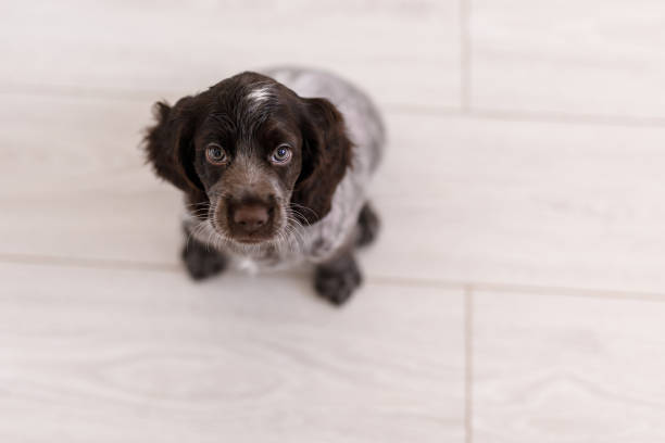 young springer spaniel dog playing with toy on a floor at home.