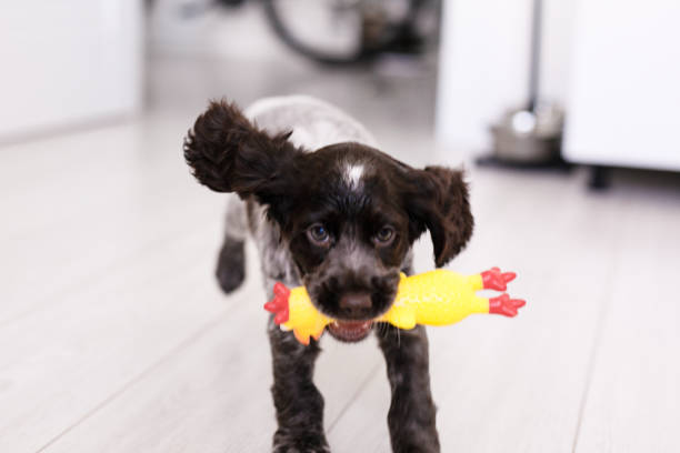 istock Young springer spaniel dog playing with toy on a floor at home 2203755085
