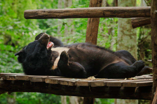 a black bear sleeping on a warm afternoon