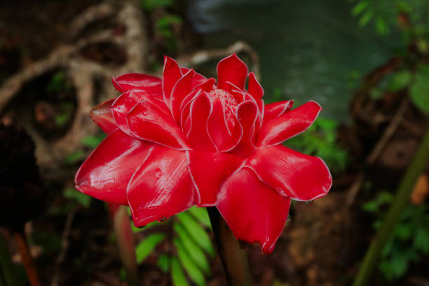 Vibrant red flower blossoms prominently among lush greenery close to calm waters during the day.