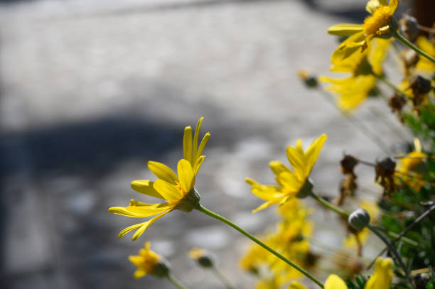 A macro photograph capturing clusters of Leucanthemum daisies in full bloom, highlighting their yellow centers contrasted with delicate white petals. The soft-focus background enhances the sense of tranquility and natural beauty.
