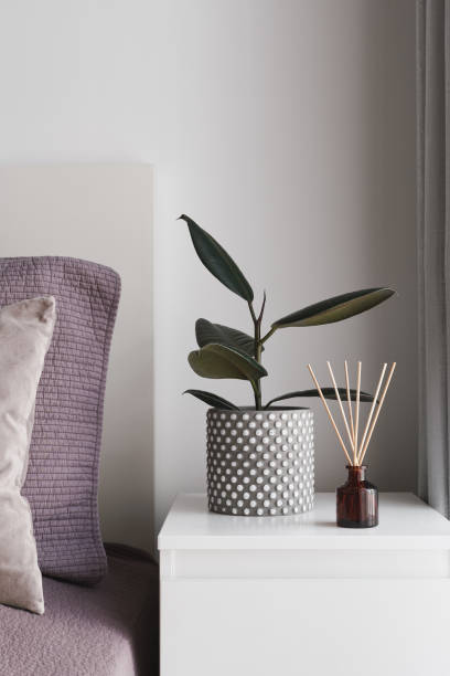 istock Ficus Elastica, or rubber plant, and a bottle of scented aroma diffuser with wooden sticks on a white bedside table 2203758520