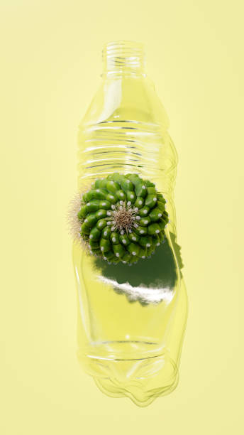 Crushed Plastic Bottle with cactus on a glossy, reflective yellow surface. Symbolizing waste management, recycling, and environmental impact. 3D render.