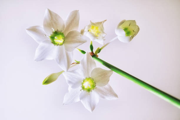 Pistil and stamen. Lily.