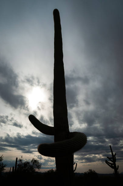 istock Lone Cactus at Saguaro National Park 2203760418