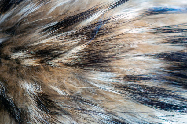 Texture of brown fox fur