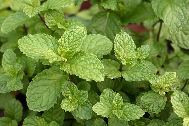 istock Shoot and leaves Thai peppermint. 2203761317