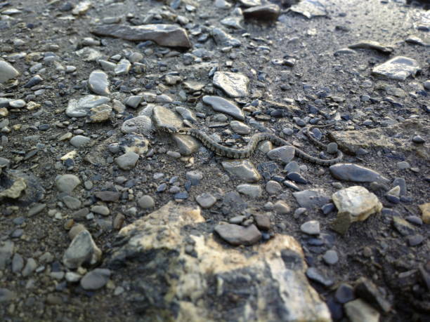 Viperine snake on the edge of Lake Serre-Ponçon in the Hautes Alpes