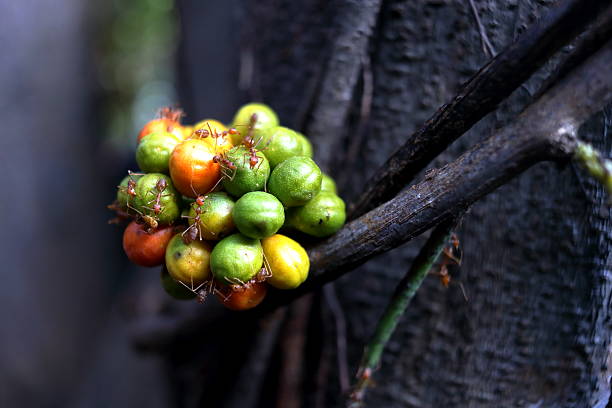 Young green fruits and ripe orange fruits of Tiliacora triandra or Yanang or Bai yanang on bunch and dark gray background with ants on it.