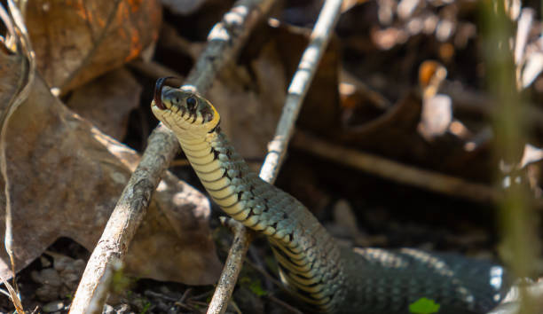 The grass snake Natrix natrix, sometimes called the ringed snake or water snake, is a Eurasian non-venomous snake. Mating time in spring in the forest