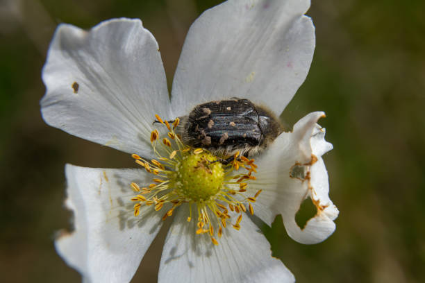 istock Close-up view of a beetle resting on a delicate white flower in sunlight during springtime 2203761743