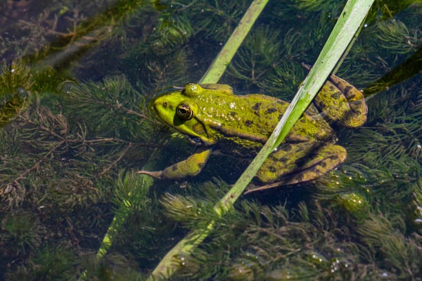 istock Green frog resting among lush aquatic plants in a serene pond during daylight hours 2203761816