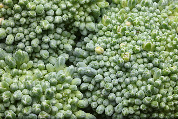 istock Close-up of fresh broccoli florets 2203762043