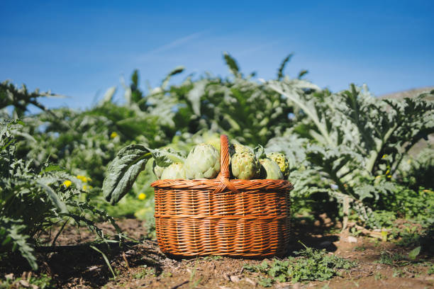 Wicker basket overflowing with freshly picked artichokes sits in a sun-drenched field, showcasing the bounty of a thriving artichoke farm