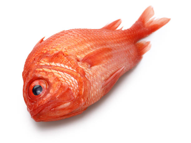 Japanese soldierfish isolated on white backgroud, isometric view