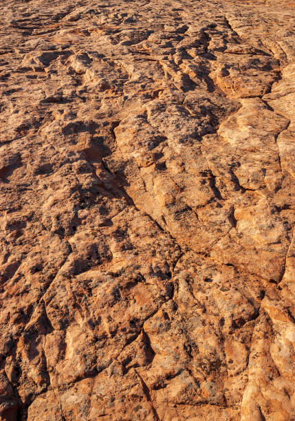 istock Fossils in the Rock at Navajo National Monument 2203762642