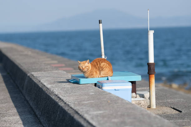 Cute cat relaxing on the embankment