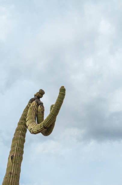 istock Tall Cactus at Saguaro National Park 2203764085