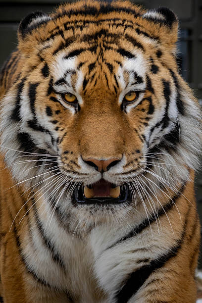 istock nice portrair close-up on a Tiger's face 2203764359