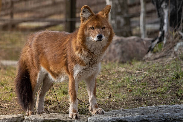 istock the Indian wild dog 2203764806