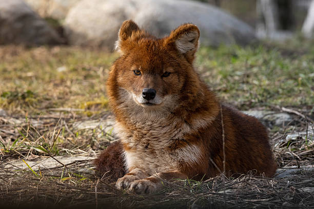 istock the Indian wild dog early spring first sun 2203764808