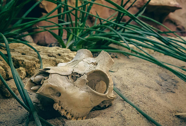Wild boar skull on rock in forest. Close-up of animal skull placed on stone amidst natural woodland surroundings.