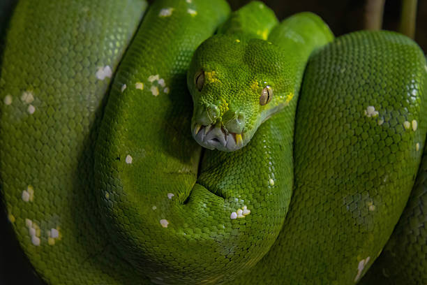 istock Emerald boa constrictor also known as the green tree boa. 2203764845