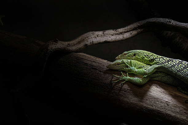 istock The Emerald tree monitor 2203764892