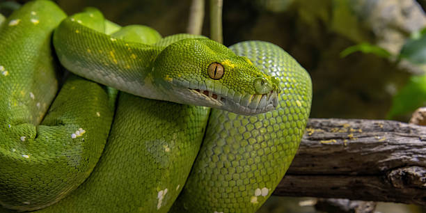 istock Emerald boa constrictor also known as the green tree boa. 2203764906