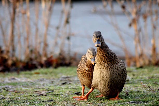 A female mallard duck protects another female duck