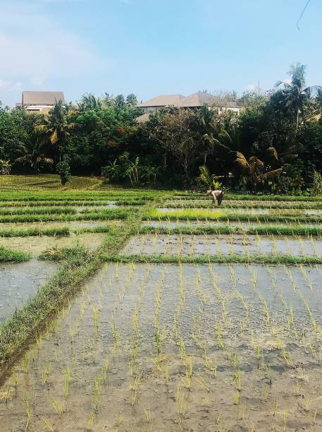 istock Serene rice paddies in Bali with lush greenery. 2203765905