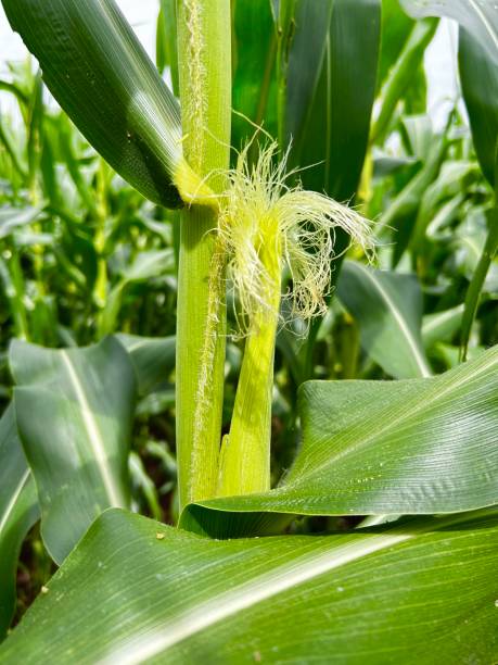 istock Spike of corn grain on tropical no-tillage system integrated. Cute vision the Spike 2203765962