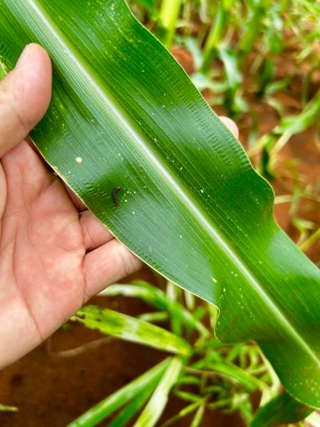 istock armyworm Spodoptera affected by pesticide on corn plant 2203766011