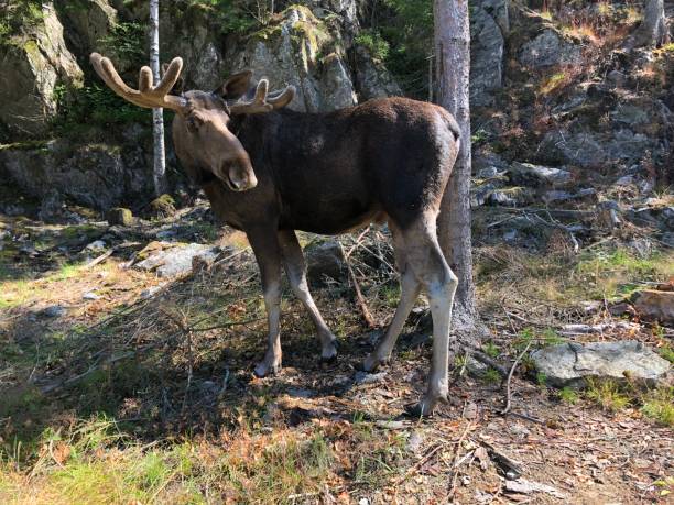 istock Swedish moose in the Swedish forest 2203766096