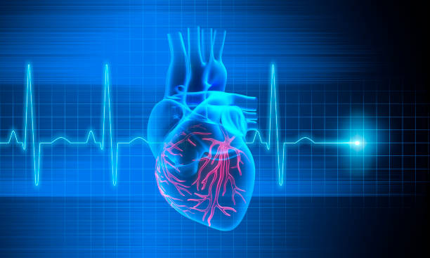 istock Illustration of Human Heart with ECG graph 2203767008